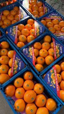 سورتینگ مرکبات