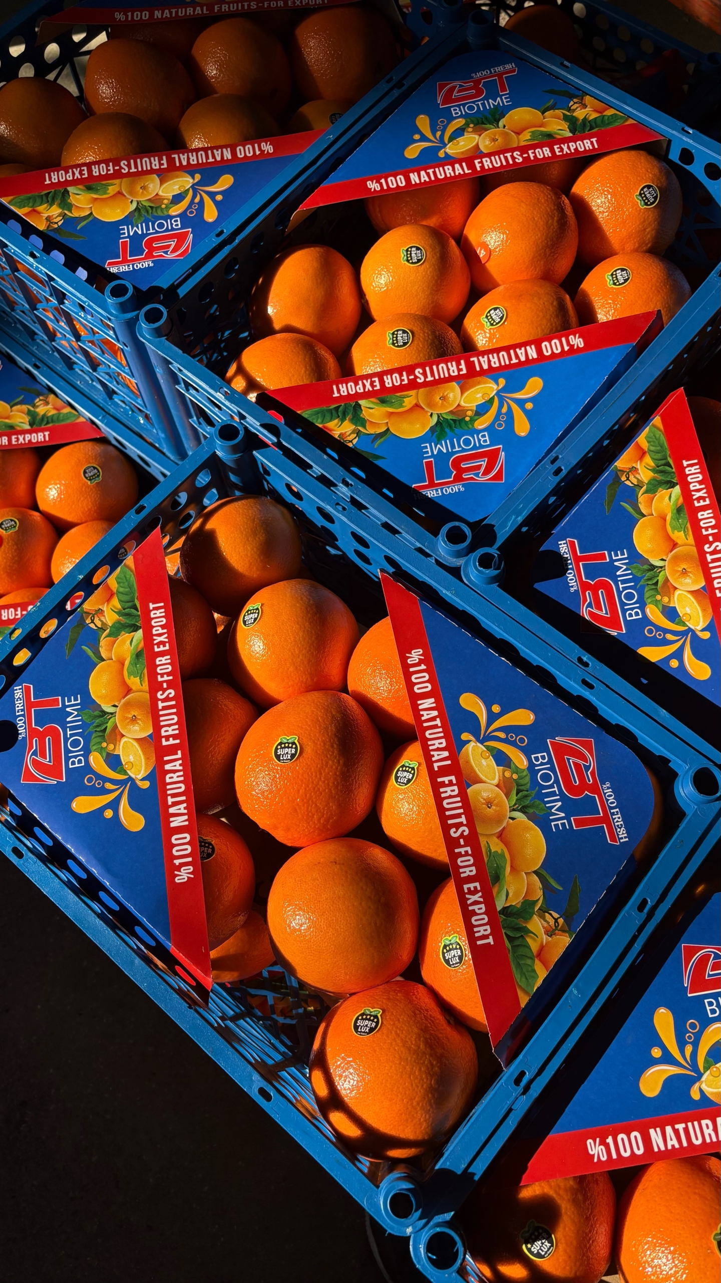 بازرگانی سورتینگ و بسته بندی و صادرات مرکبات اسماعیلی در ساری